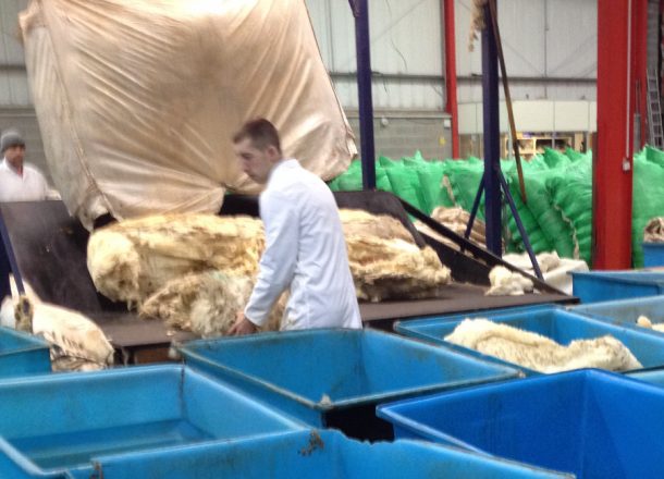 sheepskins arriving at warehouse for grading
