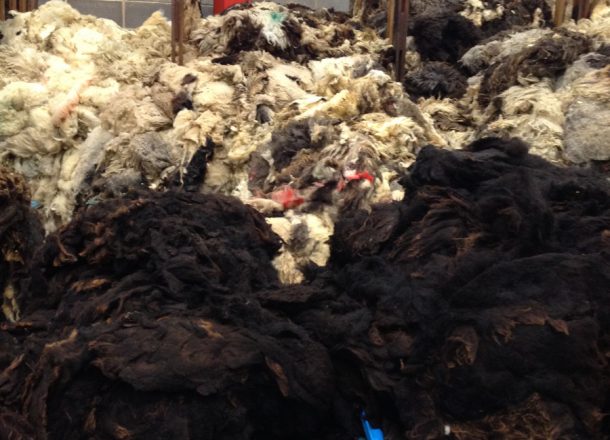 Large pile of sheepskins prior to processing