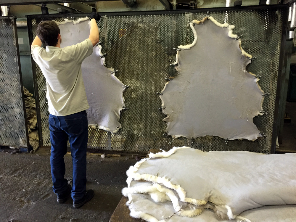 Sheepskins being dried and stretched after tanning