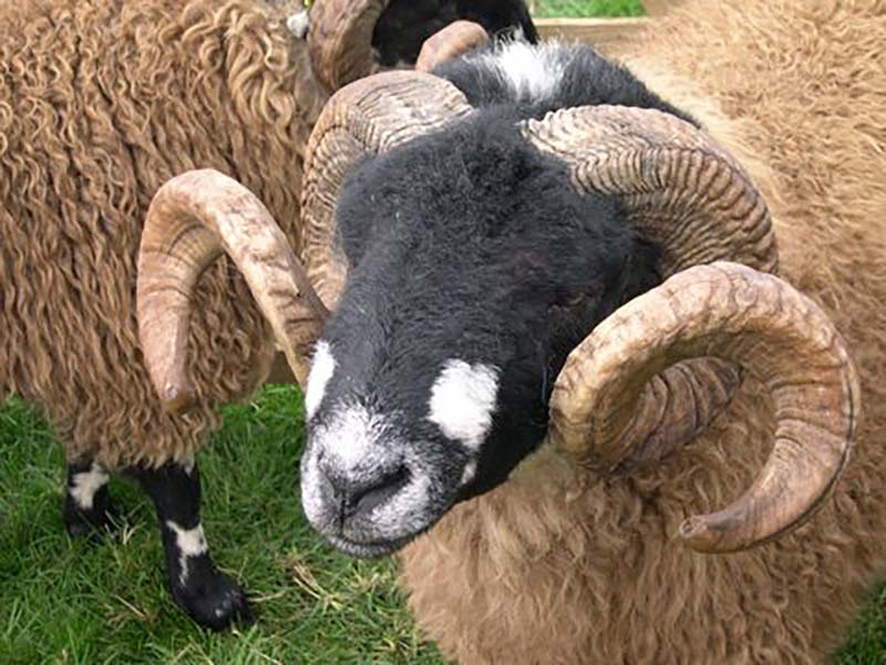 Dalesbred sheep