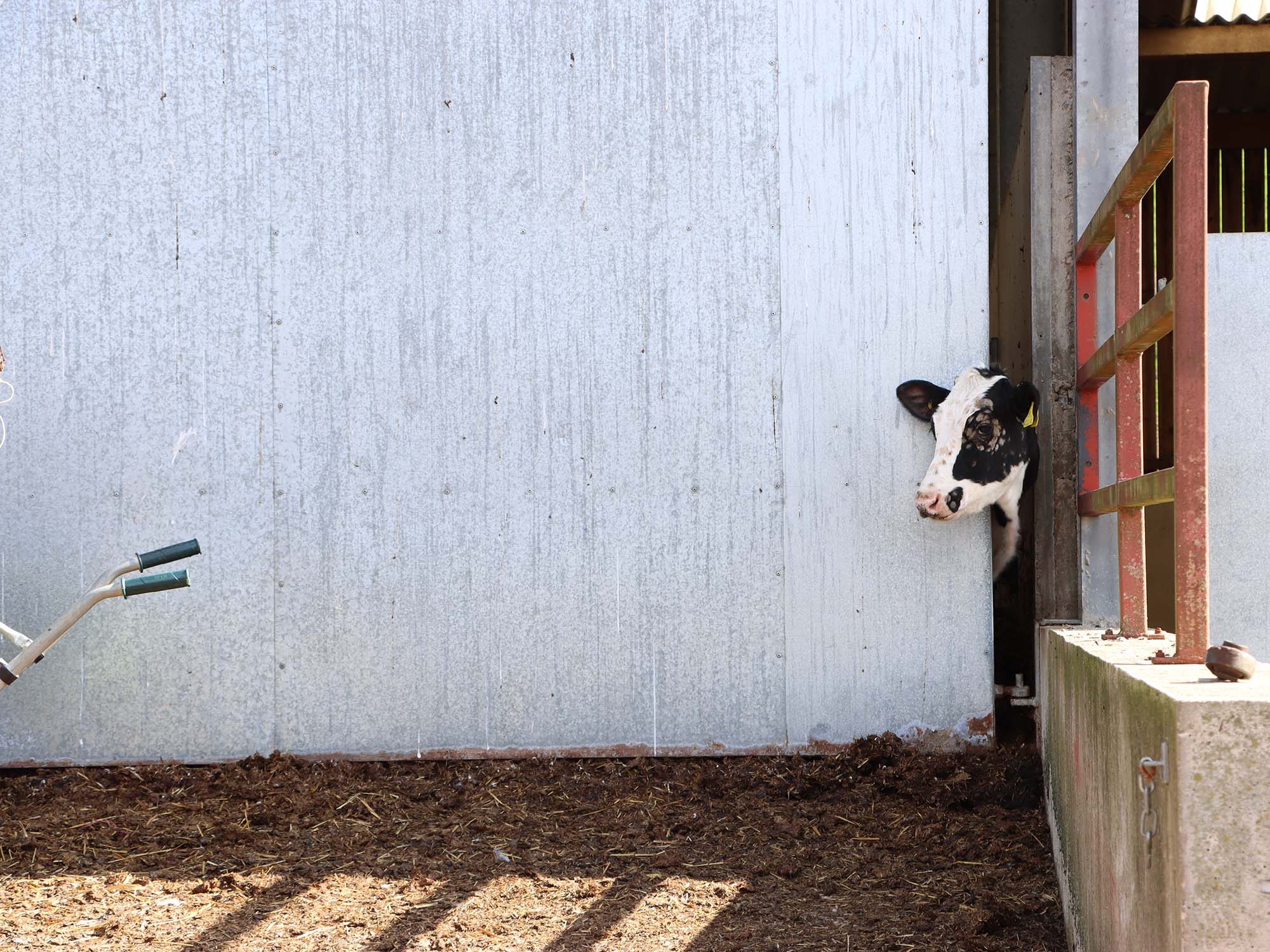 Cow peeking out of barn