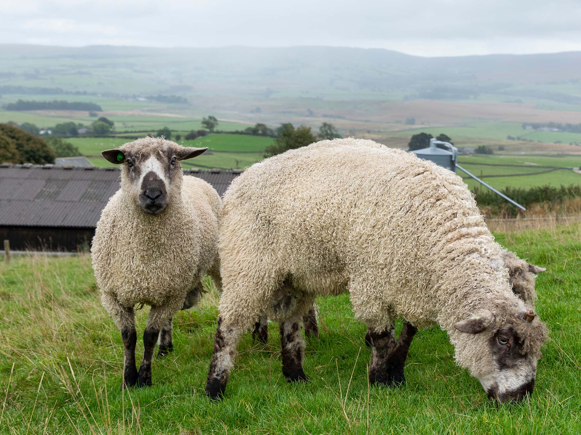 Teeswater sheep breed