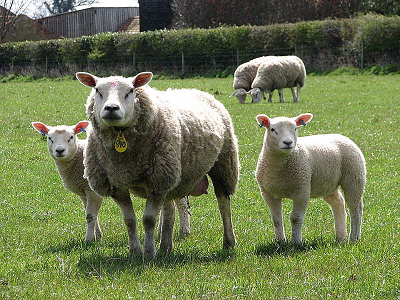 Texel breed