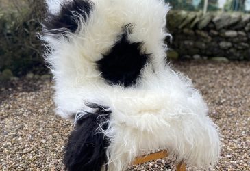 Natural black and white spotty Icelandic sheepskin rug on a chair