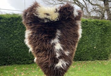 Chocolate Cream Rare Breed Sheepskin Rug