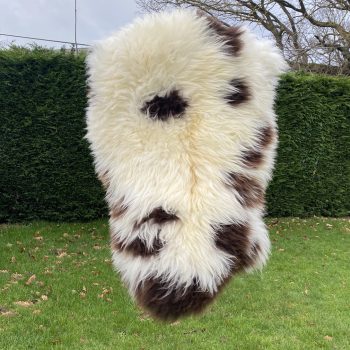 British Jacob Chocolate Spot Sheepskin Rug