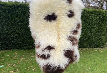 British Jacob Chocolate Spot Sheepskin Rug